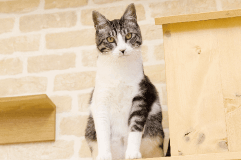 猫学
