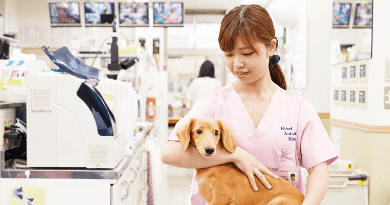 動物看護コース ペットビジネス学科 学科 コース 専門学校 名古屋スクール オブ ビジネス Nsb 動物看護コース ペットビジネス学科 学科 コース 専門学校 名古屋スクール オブ ビジネス Nsb