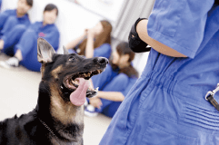 犬のしつけ実習