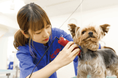 グルーミング実習