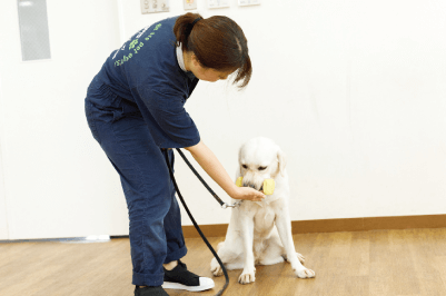 愛玩動物看護学科 愛玩動物看護学科 学科 コース 専門学校 名古屋スクール オブ ビジネス Nsb