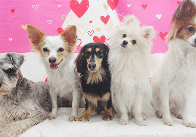 愛犬写真撮影会