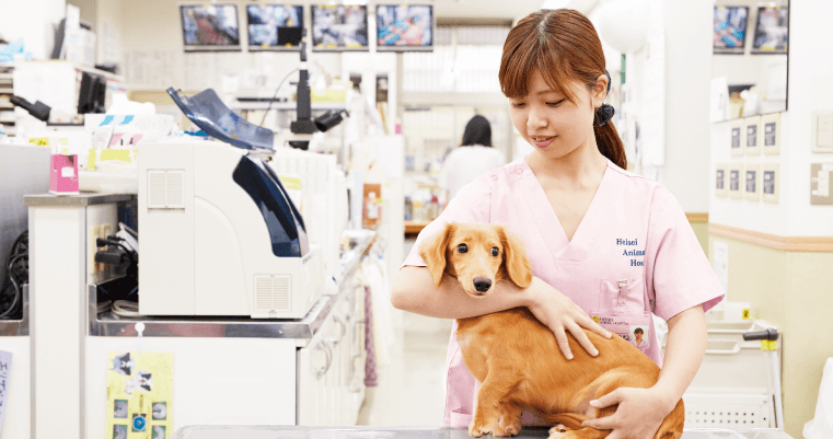 愛玩動物看護学科の特徴 | 専門学校 名古屋スクール・オブ・ビジネス