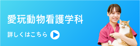 愛玩動物看護学科はこちら