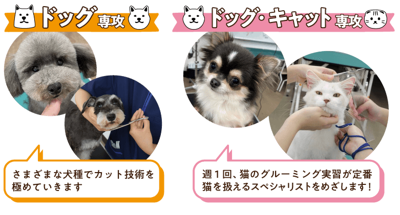 2年次にはドッグ専攻 orドッグ・キャット専攻が学べる