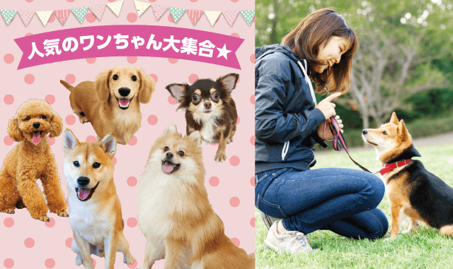 人気犬種大集合 人気犬種といっしょに ドッグトレーナー体験 ドッグトレーナーコース 体験入学 専門学校 名古屋スクール オブ ビジネス Nsb 人気犬種大集合 人気犬種といっしょに ドッグトレーナー体験 ドッグトレーナーコース 体験入学 専門学校 名古屋スクール オブ ビジネス Nsb