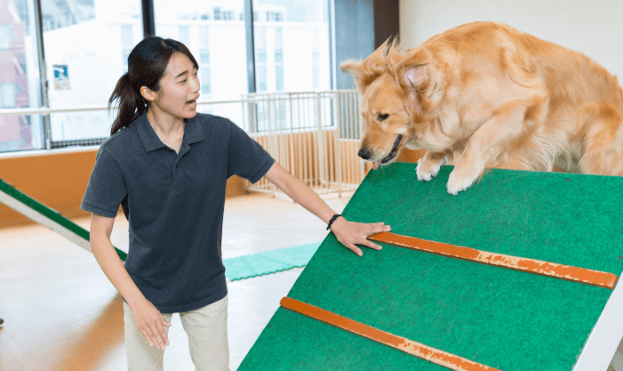 大型犬のトレーニング体験