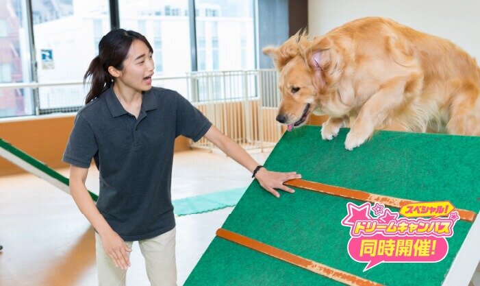大型犬のトレーニング体験
