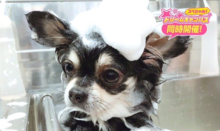 ワンちゃんのシャンプー体験