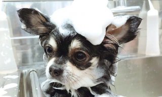 ワンちゃんのシャンプー体験