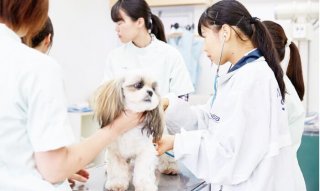 おうちのワンちゃんにも！健康チェック体験
