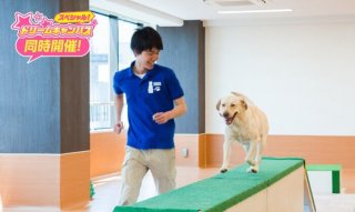 はじめてでも大丈夫！　ドッグトレーナーのおシゴト体験