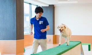 はじめてでも大丈夫！　ドッグトレーナーのおシゴト体験