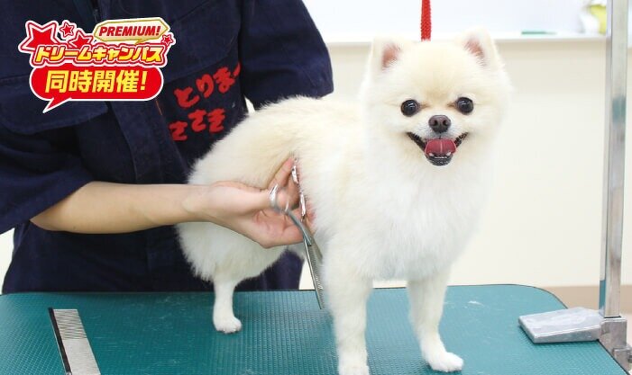 基礎からチャレンジ！ワンちゃんのトリミング体験