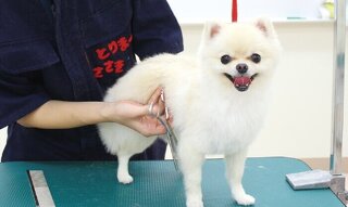 基礎からチャレンジ！ワンちゃんのトリミング体験