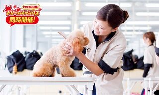 はじめてでも大丈夫！　トリマーのおシゴト体験