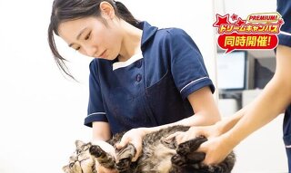 はじめてでも大丈夫！　動物看護師のおシゴト体験