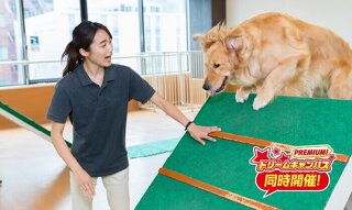 トレーニング基礎を学ぼう！オビディエンストレーニング体験