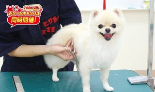 基礎からチャレンジ！ワンちゃんのトリミング体験