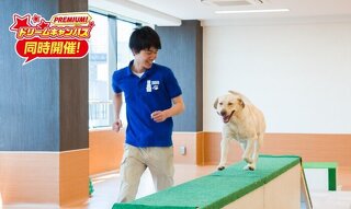 はじめてでも大丈夫！　ドッグトレーナーのおシゴト体験