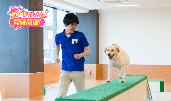 はじめてでも大丈夫! ドッグトレーナーのおシゴト体験