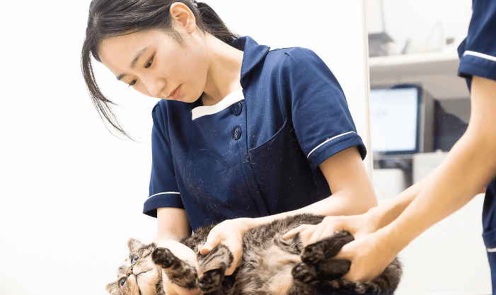 はじめてでも大丈夫! 動物看護師のおシゴト体験