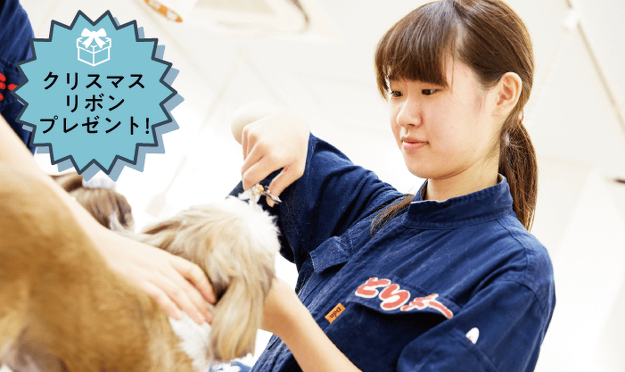 ワンちゃんをきれいにしよう！カット体験
