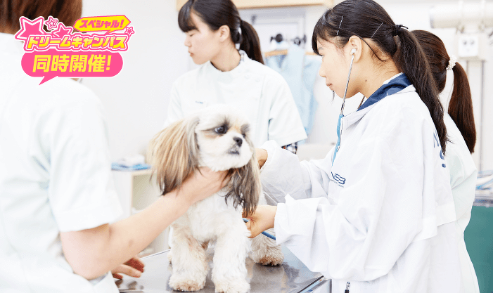 獣医師先生と一緒に！動物看護師体験