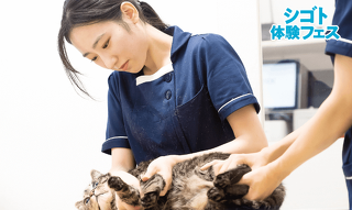 はじめてでも大丈夫！　動物看護師のおシゴト体験