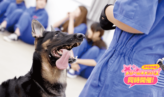 大型犬のトレーニング体験