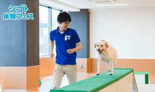 はじめてでも大丈夫！　ドッグトレーナーのおシゴト体験