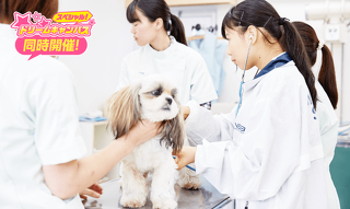 獣医師先生と一緒に！動物看護師体験