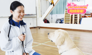 訓練士の先生と一緒に犬の訓練体験