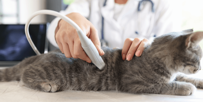 何が見えるかな？？エコー検査体験