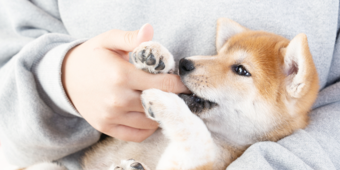犬と会話をしよう 保護犬ふれあいトレーニング