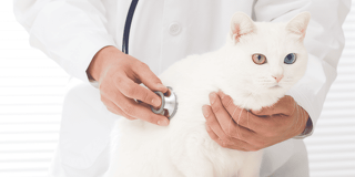 ネコちゃんの健康チェック＆身体の不思議を体験しよう！