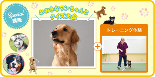 大きなワンちゃんとクイズ大会＋トレーニング体験