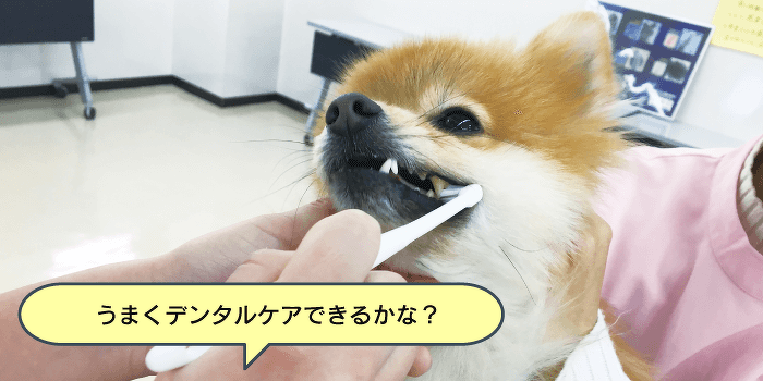 お口の健康は長生きの秘訣！デンタルケア体験