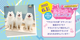 プレミアムドリームキャンパス