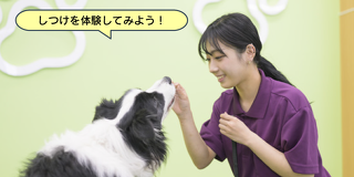 トレーニングの基礎を学ぼう！犬のしつけ体験！