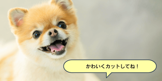 トリマー気分♡ワンちゃんのカット体験