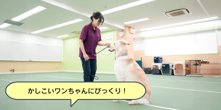 家庭犬トレーナーと一緒に犬のトレーニング体験