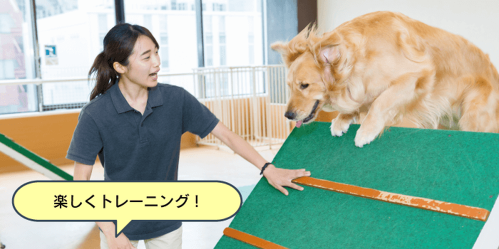 大型犬のトレーニング体験
