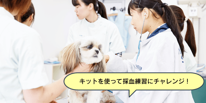 現役獣医さんと一緒に！血液検査について学ぼう