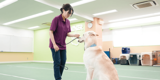 犬のトレーニングの第一歩！犬との信頼関係の結び方