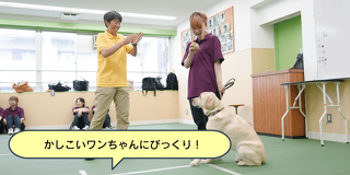 家庭犬トレーナーと一緒に犬のトレーニング体験