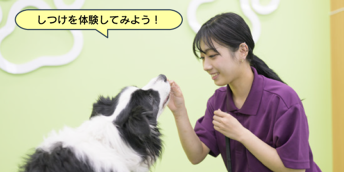 しつけの基本！オビディエンストレーニング体験！