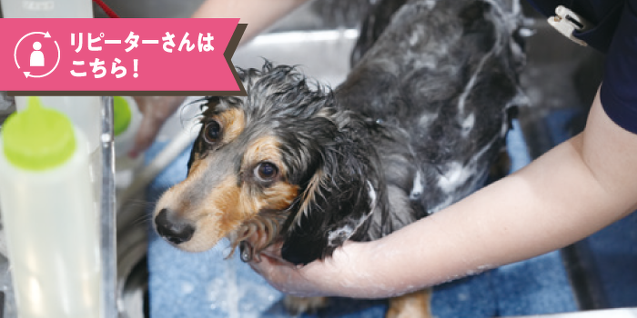 シャンプー体験　ワンちゃんをきれいにするコツは？