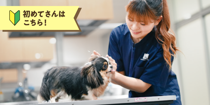トリマーの基礎!ワンちゃんのお手入れ体験