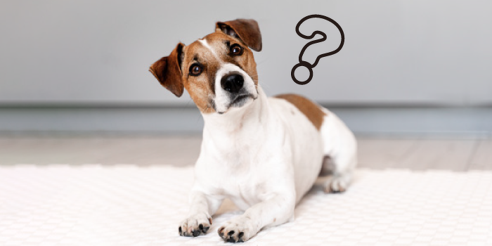 クイズ！犬のきもちを当てまSHOW!＋犬のトレーニング体験